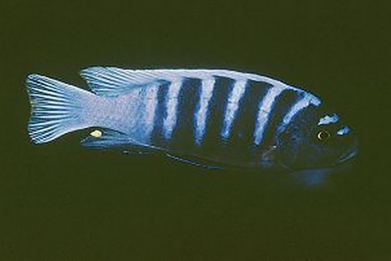 Cynotilapia sp